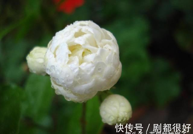 虎头茉莉虽然养殖难度大,但做好这几点,也能轮番开花赛牡丹