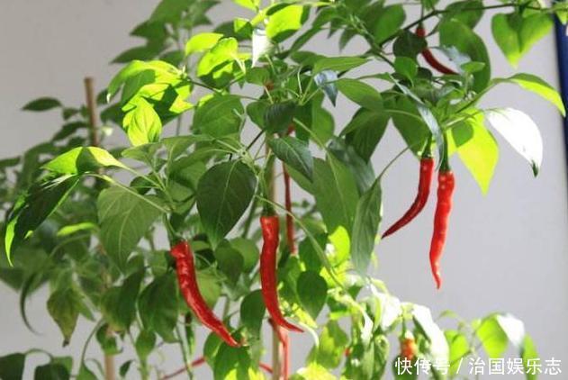 有机肥|阳台的辣椒苗,只长叶子不结果,教你3招,爱结果吃不完