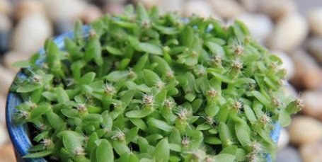 阳台|这些水果,适合在家里盆栽阳台盆栽上几盆,一年不用买