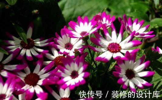 长寿花|大暑过后家里阳台养此款花,花型独特,粉嫩丰腴,独自绽放美丽