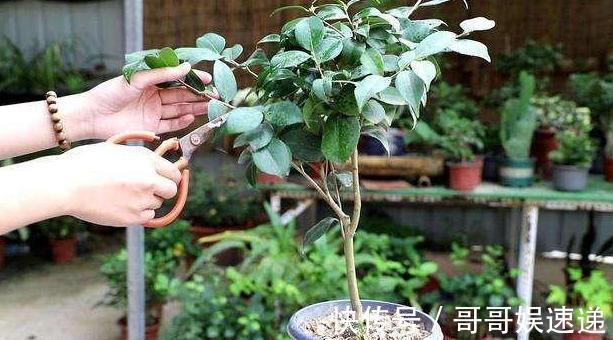 养殖茶花，盆栽里放上它们，保管枝叶繁茂长爆盆、嗖嗖窜花