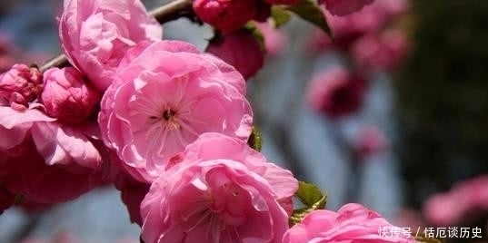 小诗#苏轼饶有趣味的一首小诗,却是存在着争议,认为作者另有其人!