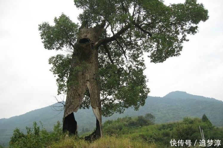 震撼!21棵不想“死”的树,这就是生命