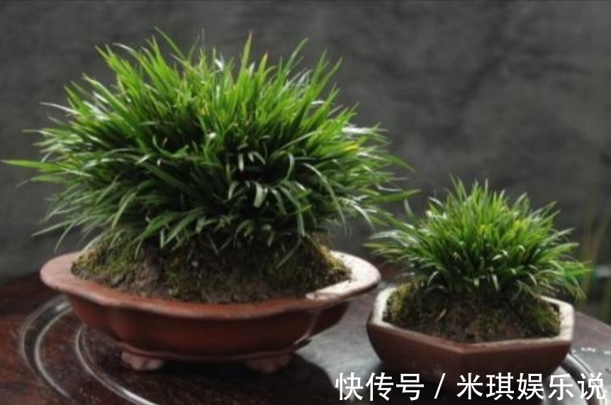 花盆|4种普通的小植物，挖回来做成“小盆景”，摆在桌面上清新自然