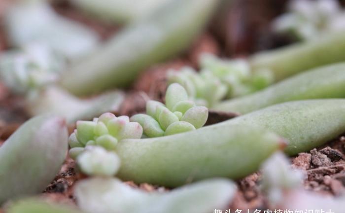 多肉大叔的叶插秘籍,掌握这4点,再也不愁阳台摆不满