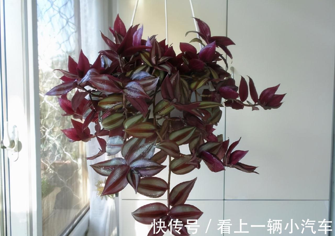 5种花不用太上心,越管越差,2个月不浇水,竟爆盆了