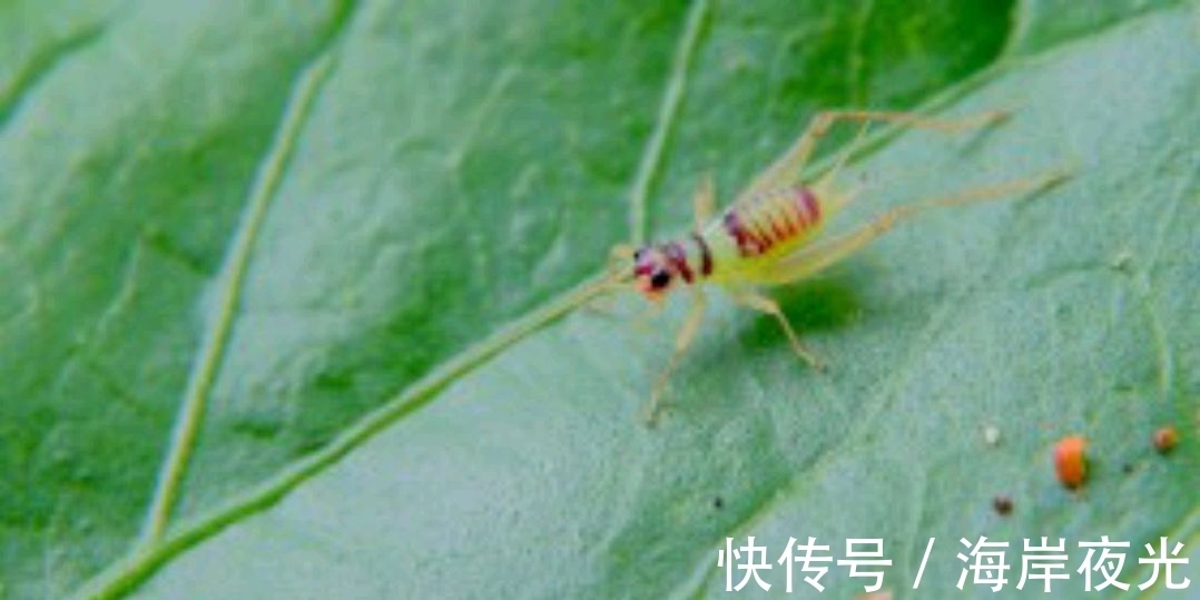 露叶#野渡征联78期:天上乌篷耕绿水,征诗征对,并优秀作品41副选登