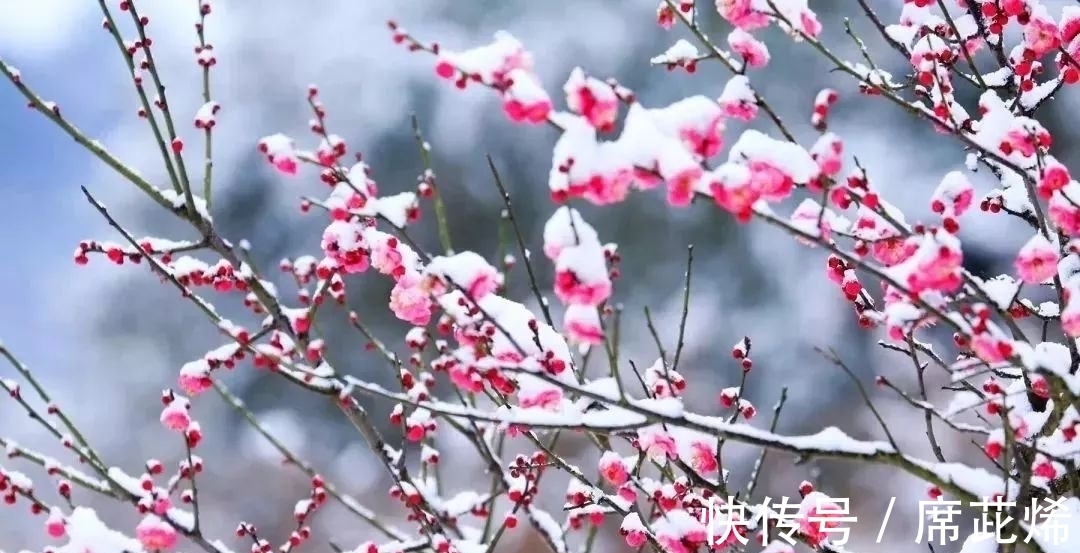 冷蕊@品性孤高自带香,小院深处占年芳《咏梅》七律诗五首(附诗评)