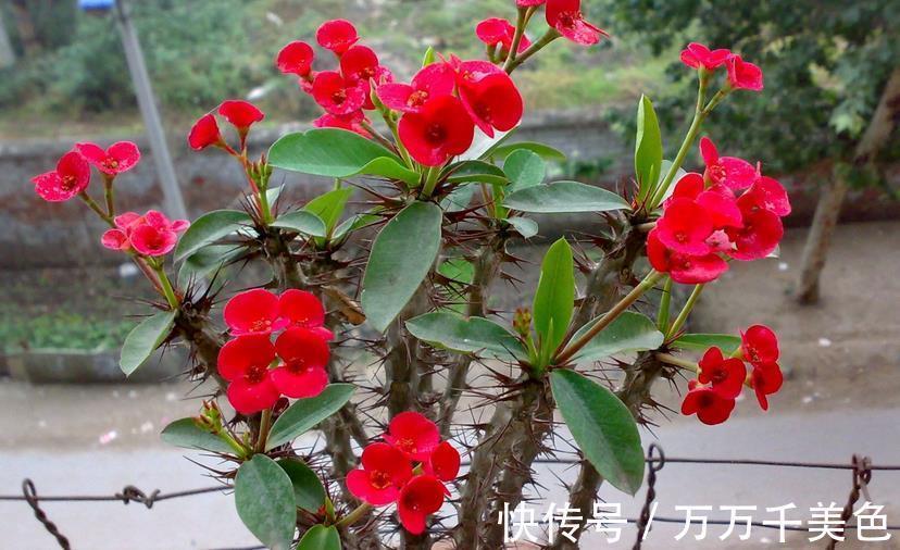 枝叶|这4方面养护到位,虎刺梅才不出问题,枝叶茂盛,到了花期就开花