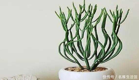 轻松|室内盆栽光棍树如何养好?掌握4点需求,轻松蔓延出一大片