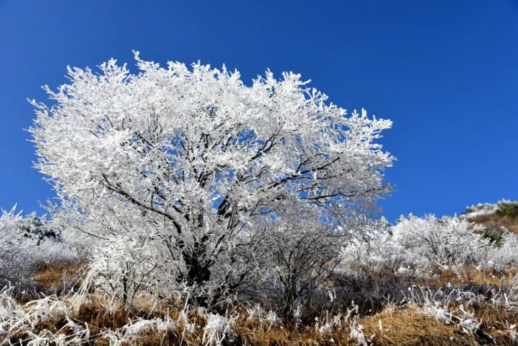 县区|初雪！周边县区雪景美图来袭！