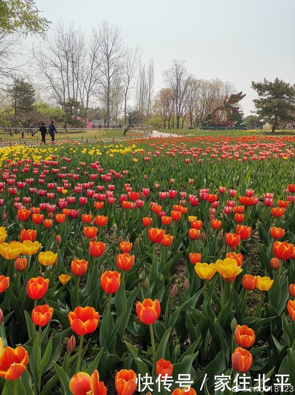 醉美花海！世界花后”正香飘京城，观赏面积超120000㎡！快去打卡