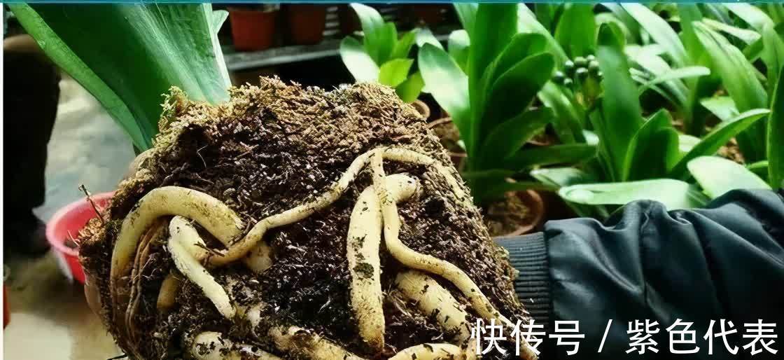 长寿花|立秋后,3种花要及时“翻盆”,不然影响“生长”和开花