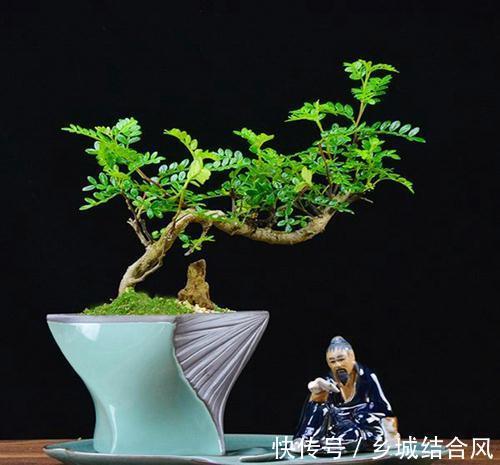 6种“小盆景”，越小越值钱，客厅养一盆，能香上几十年