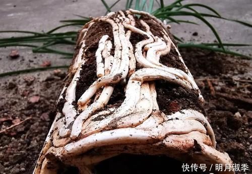 种植兰花为何不用土？原因其实很简单