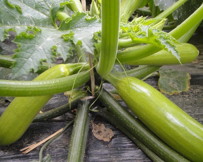 西葫芦|入冬后,坚持每天食用此菜,肤色亮了,肾变好了,男女不可错过