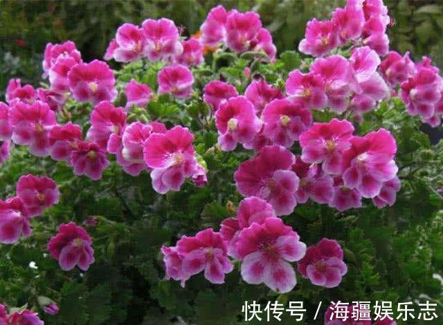 套路|天竺葵在夏天，走3个“套路”不怕休眠，养成花球，满阳台都是