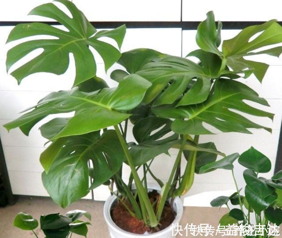 漂亮|8种漂亮的绿色植物,只观叶不看花,养在室内空气好