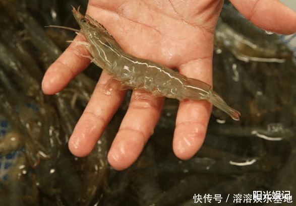 q弹|买虾，不管价格高低，见到这4种，不买为好！为了健康，别再乱买