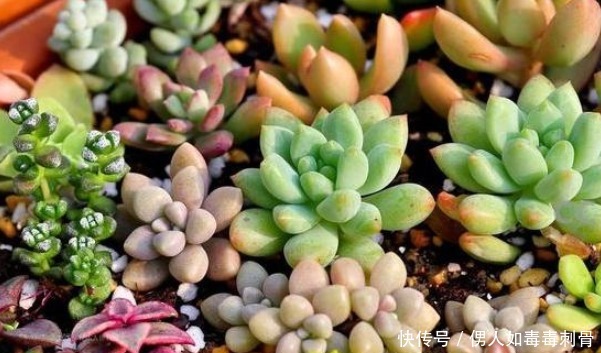 想让多肉变变色，只要做好三件事，下一秒效果绝对惊艳