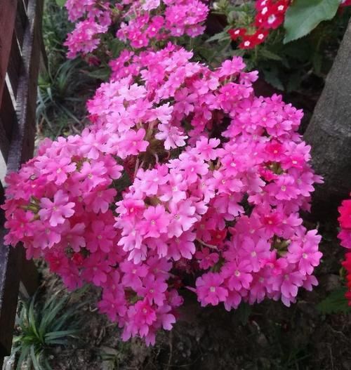 这5种花卉可称为开花劳模，个个漂亮还好养