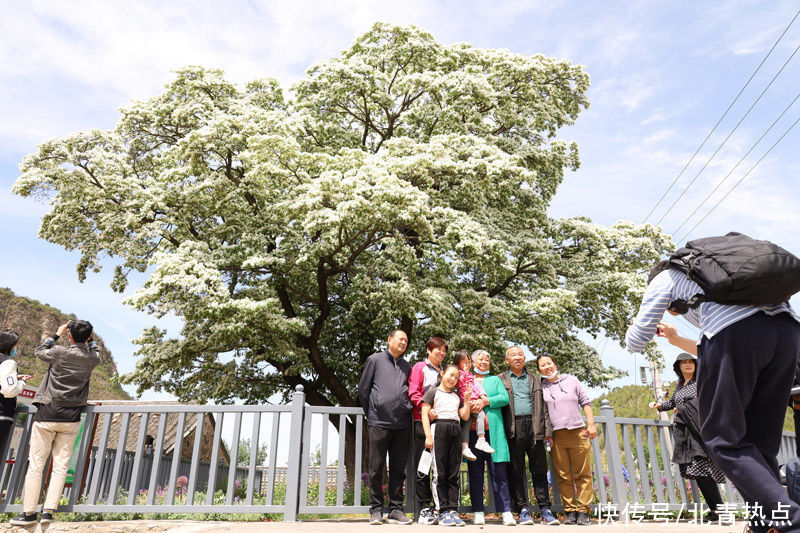 头条|北京580岁“流苏王”迎盛花期 本周末3000人余赴苏家峪赏花