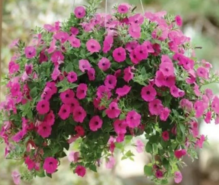 5种小众花,特别受大家喜爱,开花多、花期长,仙气十足!