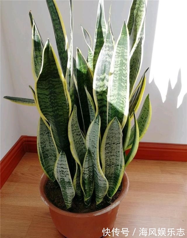 花盆|天气太热，养6种别乱浇水，浇得多死得快，难怪一浇就烂根