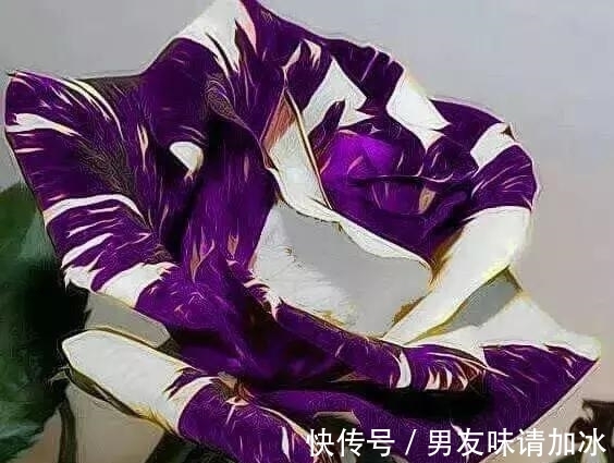 木兰树|奇花、奇花、奇花、罕见奇花,赶快打开欣赏吧