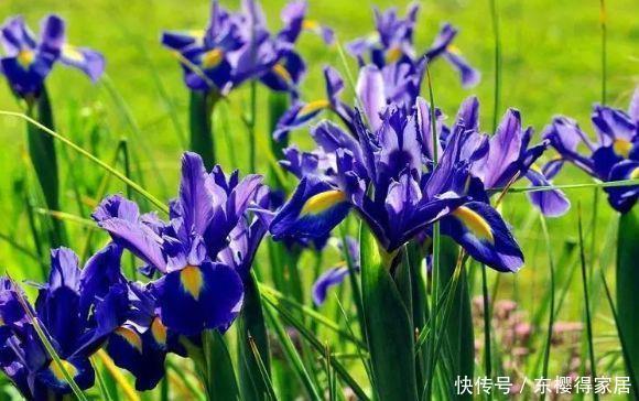 适合庭院养护的几款花,开花勤爱爆盆,枝繁叶茂,全年花开如春