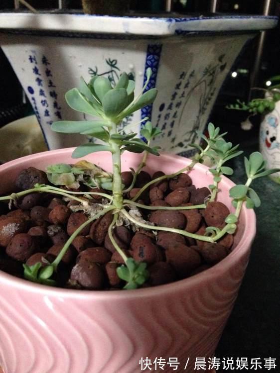 大和锦|多肉长残的照片,看一次笑一次,根治各种抑郁