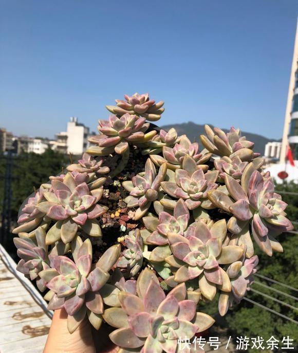 多肉淡雪,多肉中的“战斗机”,长得飞快,1年长成老桩