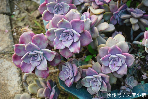 多肉植物|1种多肉植物,容易长出漂亮老桩,养3年就出状态,值得拥有