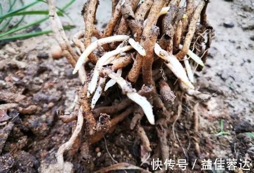 兰花|兰花快速生根有诀窍吗？兰友：照这4步操作，30天内就长新根