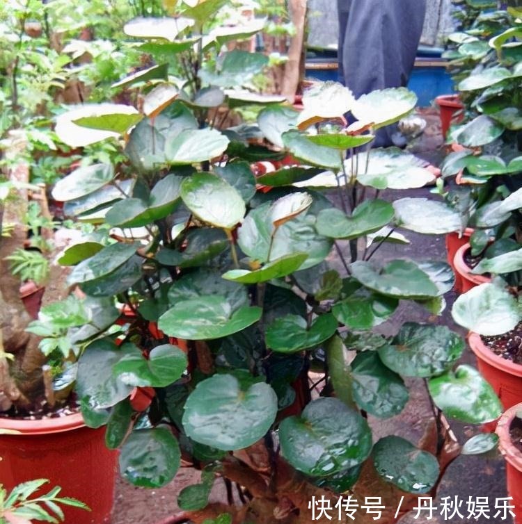 铜钱草|6种“聚财花”,养在家里好兆头,漂亮又大气,还有好运满满