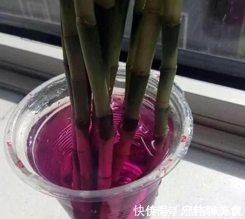 甲硝唑|过期小药片不要丢,尤其是这3种,用来养花,生根快开花多