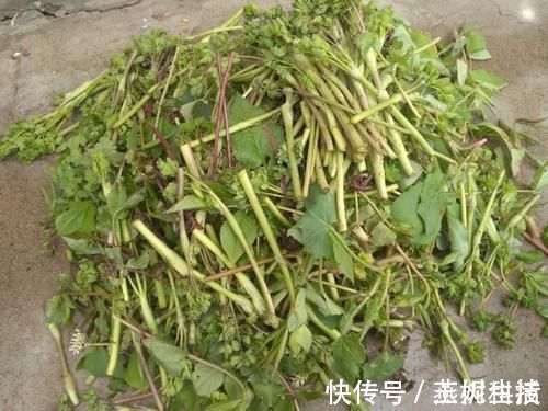 治疗|农村最常见的一种野菜，可以有效治疗头痛，可惜知道的人很少