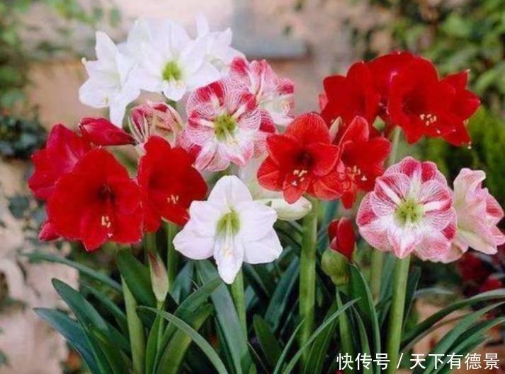 3种花是“开花小能手”，比牡丹还美，棵棵开满枝头，太漂亮