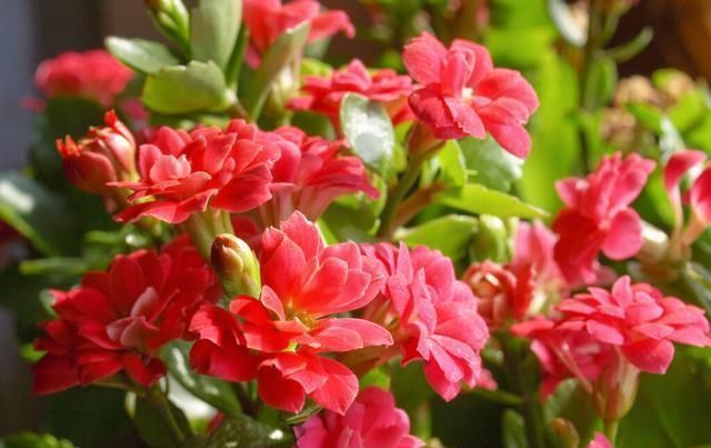 长寿花摆放禁忌|长寿花摆放禁忌有哪些做对这4点,长寿花苗壮开花多