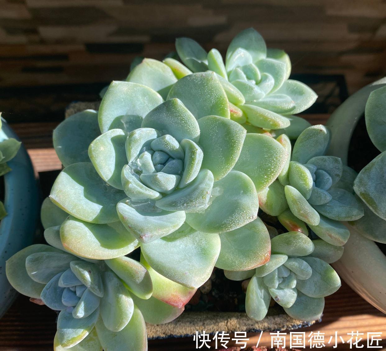 繁殖|2种普通又皮实的多肉,枝叶旺颜色美易繁殖,养好了一样是精品