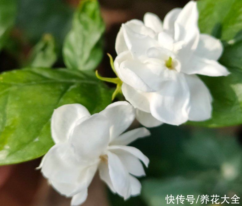 要点|六月份养茉莉花,记住6要点,花开爆盆