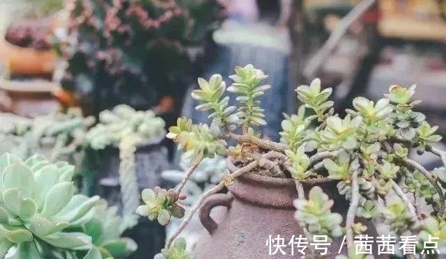 张大姐养多肉, 连屋顶也不放过, 8年种了3万棵!