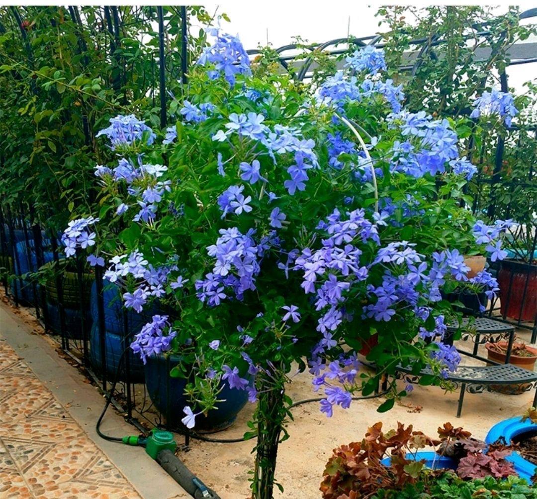 花量|可养成“棒棒糖”的三种花，花期长花朵多造型美，养眼大气不平庸