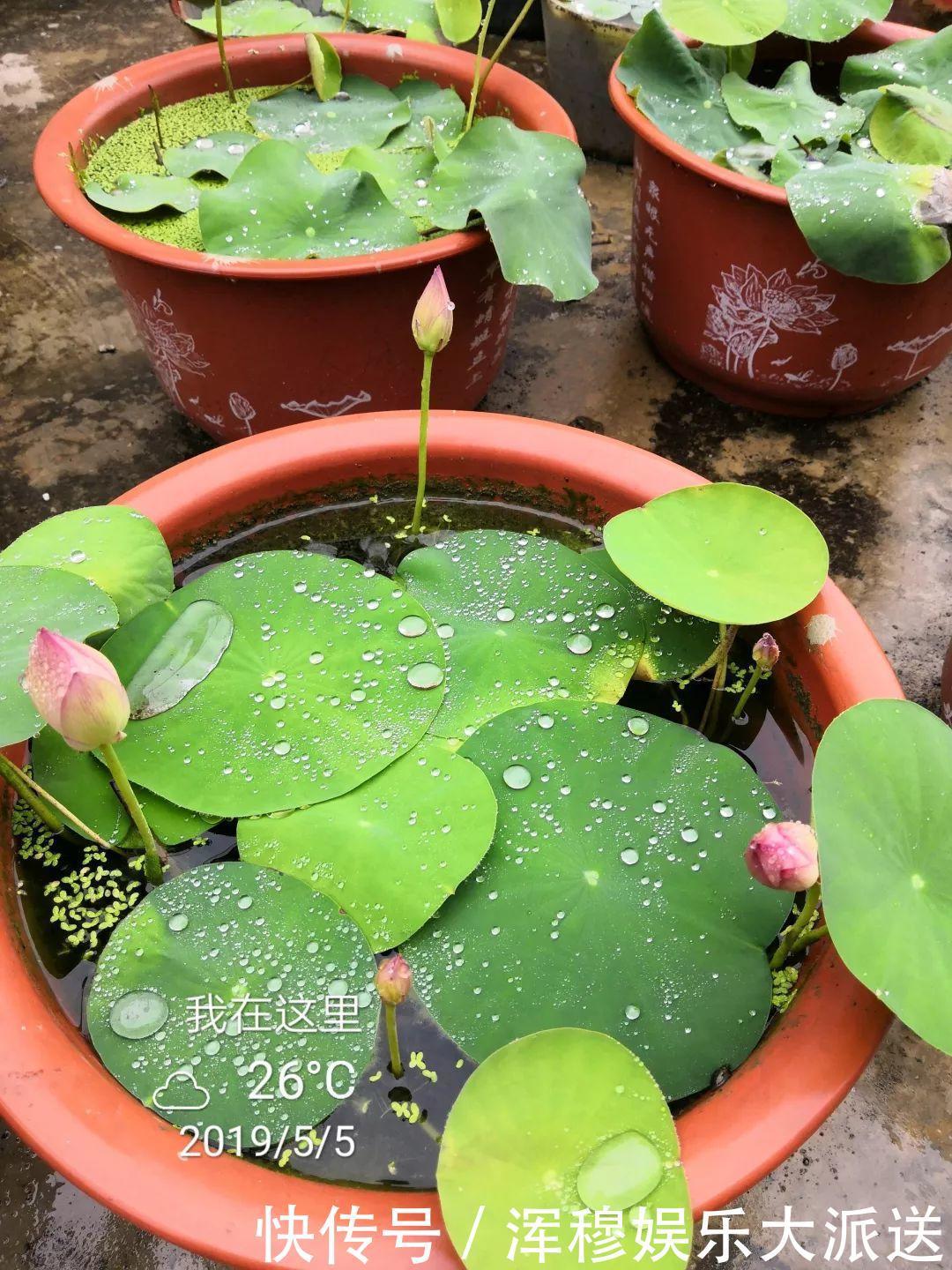 移栽|她在水缸里种荷花,开花比脸还大,满缸都是藕!