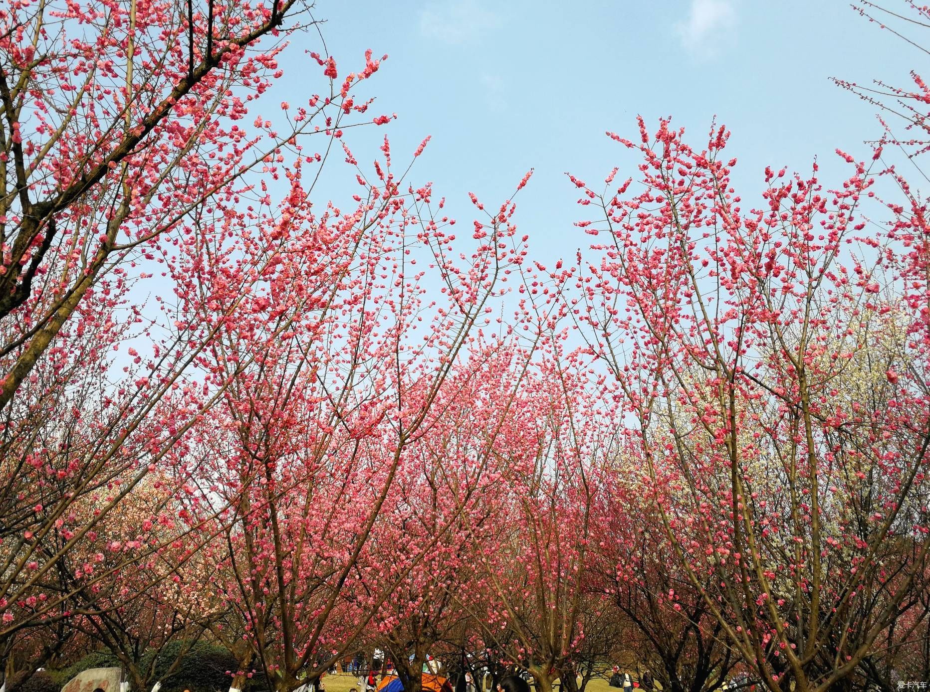 中年|大年初一的成都植物园