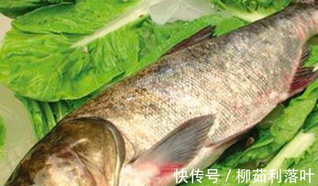 黄骨鱼|冬季7种鱼最肥美,肉质鲜嫩,营养健脑,孩子常吃记性好!