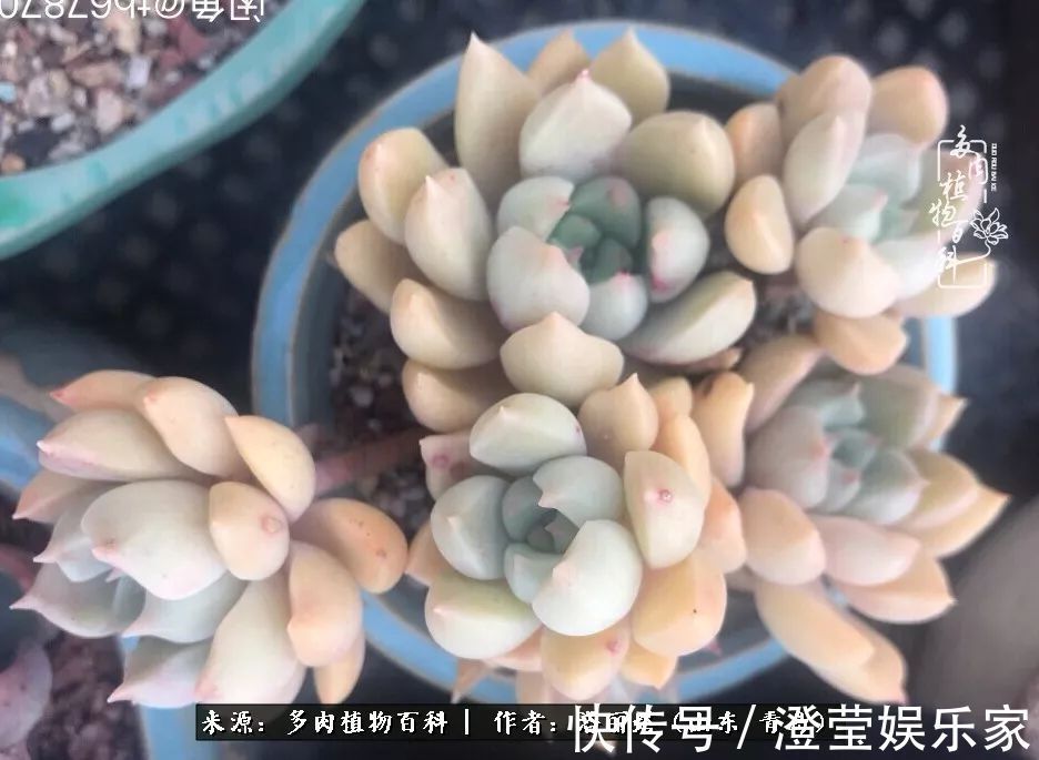 吉娃娃|我和我的“多肉恋人”,怎么样有没有惊艳到你!