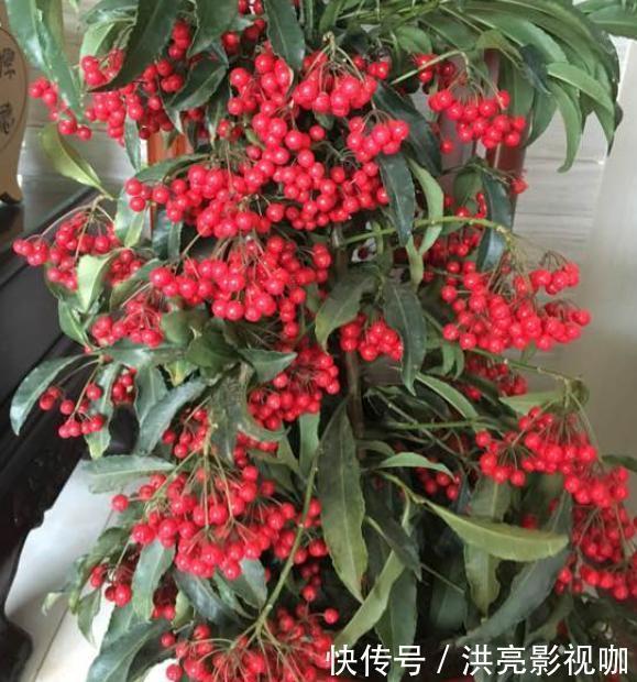 枝条|养一盆“黄金万两”,4个简单“小动作”,挂满红果果,金玉满堂