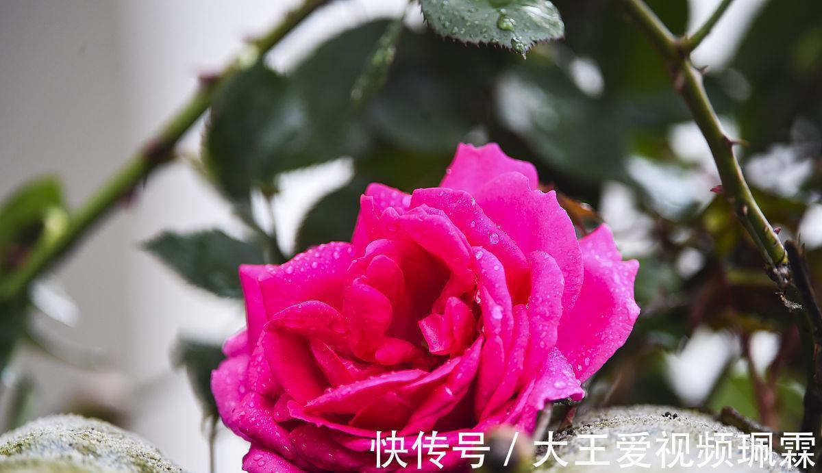 立秋后养月季 顺应4个习性养 又会开出好花一茬接一茬 粉紫色 立秋后养月季 顺应4个习性养 又会开出好花一茬接一茬 粉紫色