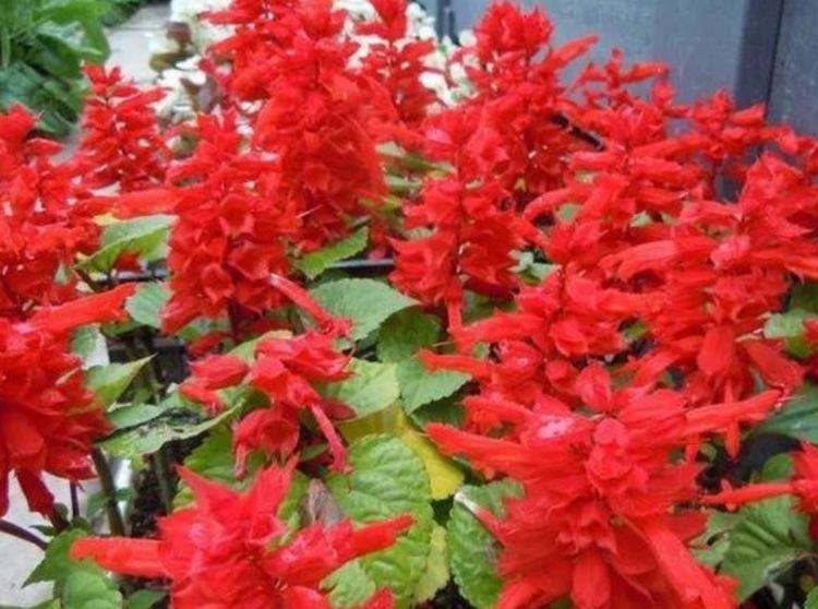 满屋|3种花好养又漂亮，花朵大花期长，喜庆又好养，满屋飘香！